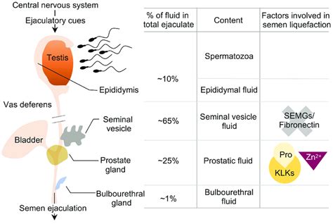 Sperm content of pre